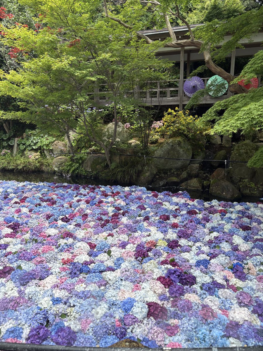 hcat0501's tweet photo. 雨引観音に行ってきました。大きな観光バスも細い山道を通るから大渋滞。平日でこれでは土日は大変だ。水に浮かぶ紫陽花を見られて大満足。150段くらいの階段を89歳の姑も登って降りて大したものだよ。 https://t.co/GDALVV4sgG