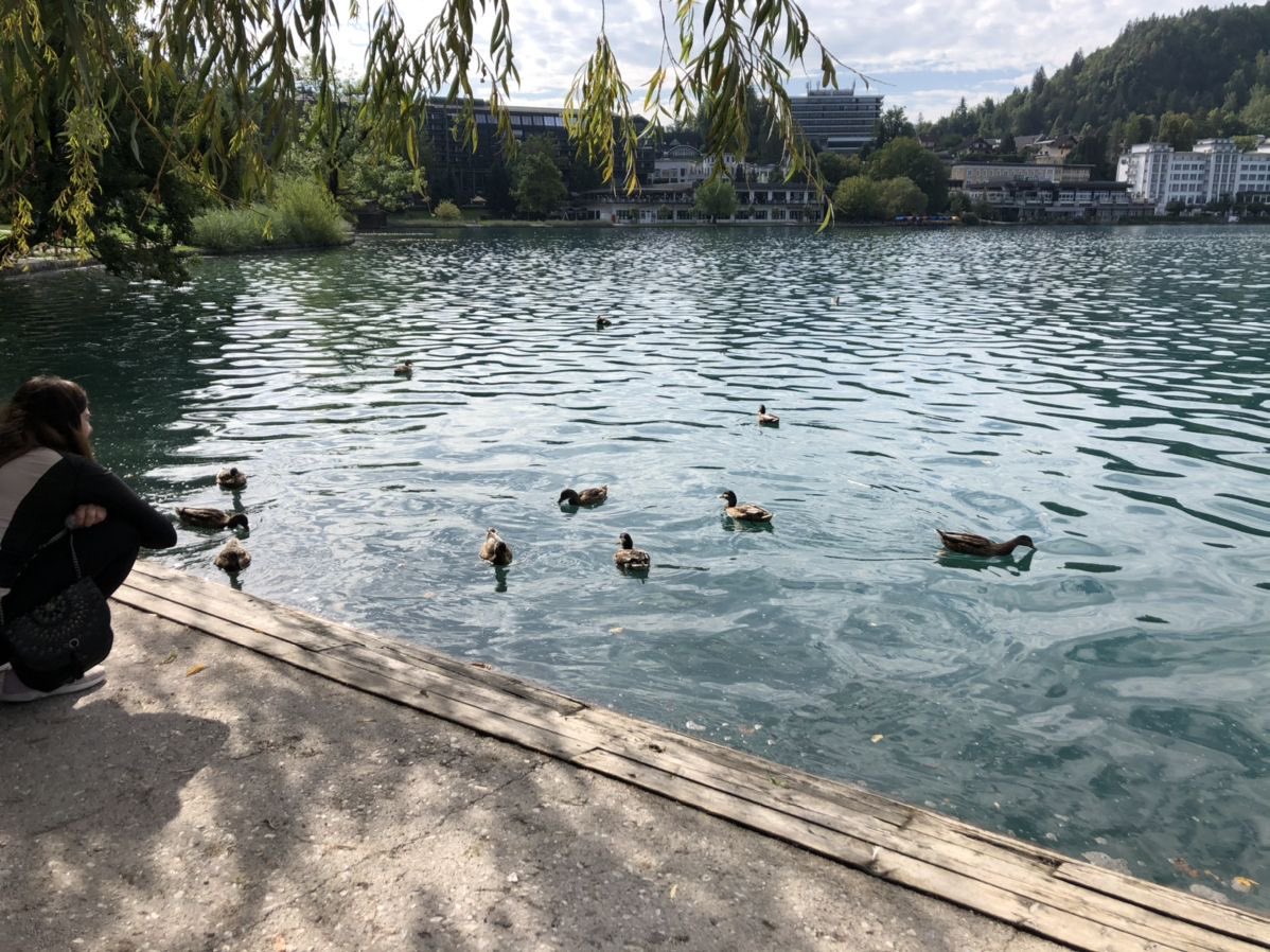 Pure_naturess's tweet photo. Swiss swans. https://t.co/1gYknyjyut