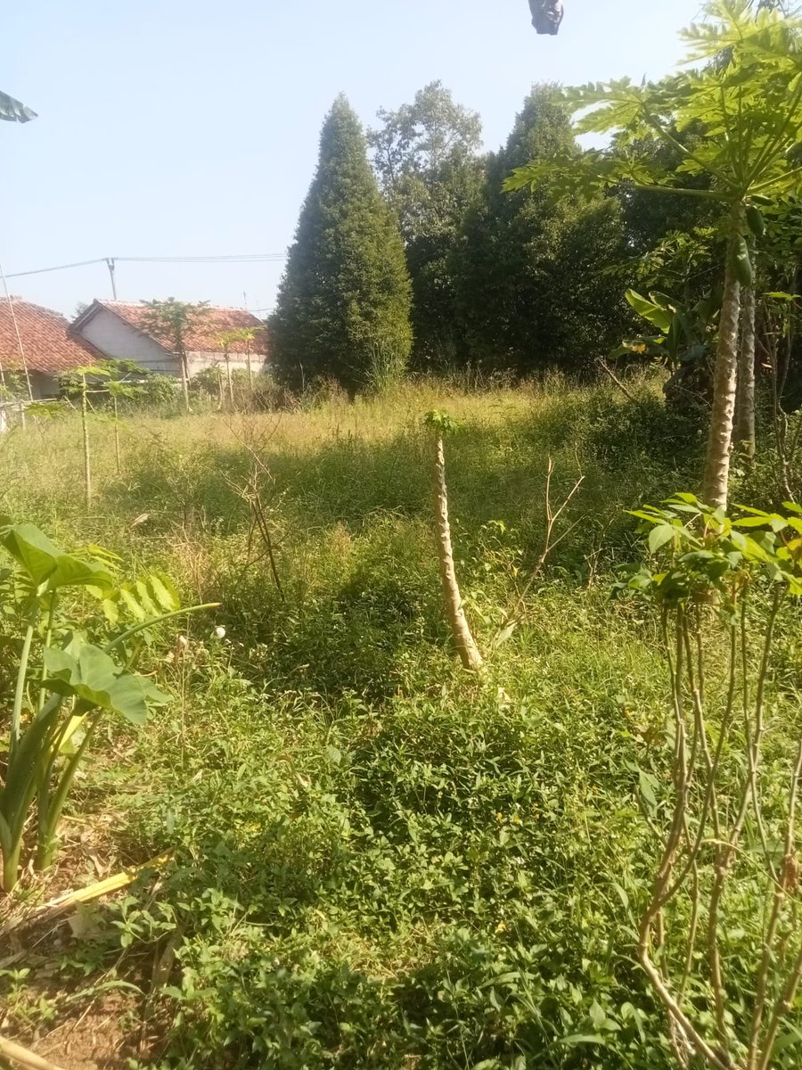 M_usmanss's tweet photo. #dijual #tanah pinggir jalan dg luas 1000m² s/d >7000m²  yg berlokasi di kecamatan #Caringin , kabupaten #Sukabumi , Jawa Barat, dg spesifikasi sbb
* _+ 10 menitan atau 3 km-an dari jalan raya Sukabumi-Bogor, Stasiun Karang Tengah  Exit tol #BOCIMI
 wa/tlpn 081386497271
#wisata https://t.co/arXTcx7m9S