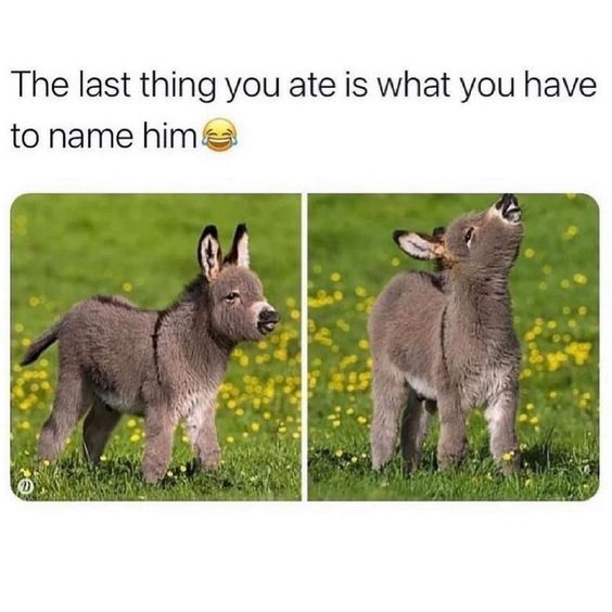 WholesomeMemes tweet media