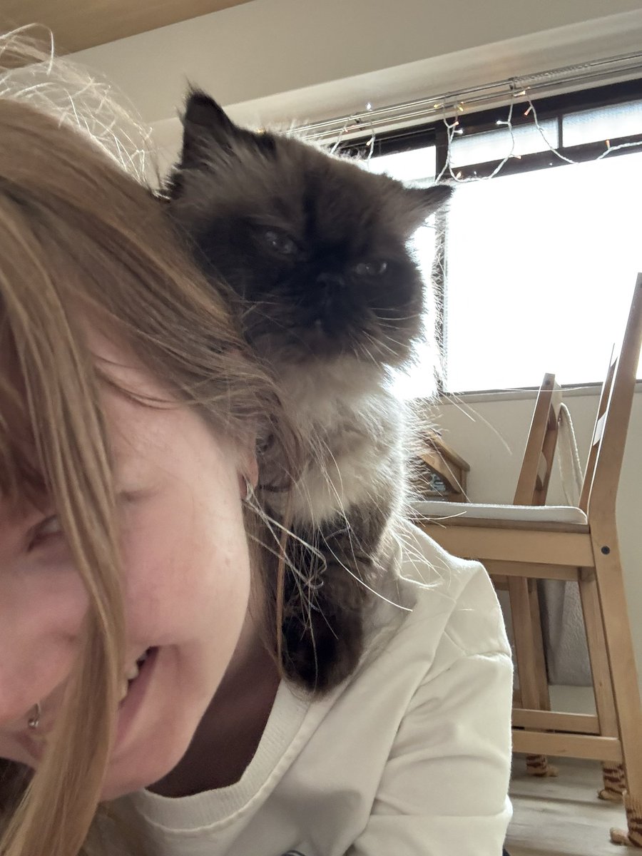 LP_ichigo's tweet photo. 猫がいると心はすごく元気になるけど、お財布は逆に病みそう(´；ω；｀)

キャンディちゃんに毎月2万円くらい使うつもりだったのに、持病があるから動物病院にコンビニ感覚で通ってる気がする…

でも大切な家族だからね

キャンディちゃんの健康のために、もっと頑張って働こうと思います(ง •̀_•́)ง https://t.co/hG0Bgz0h1l
