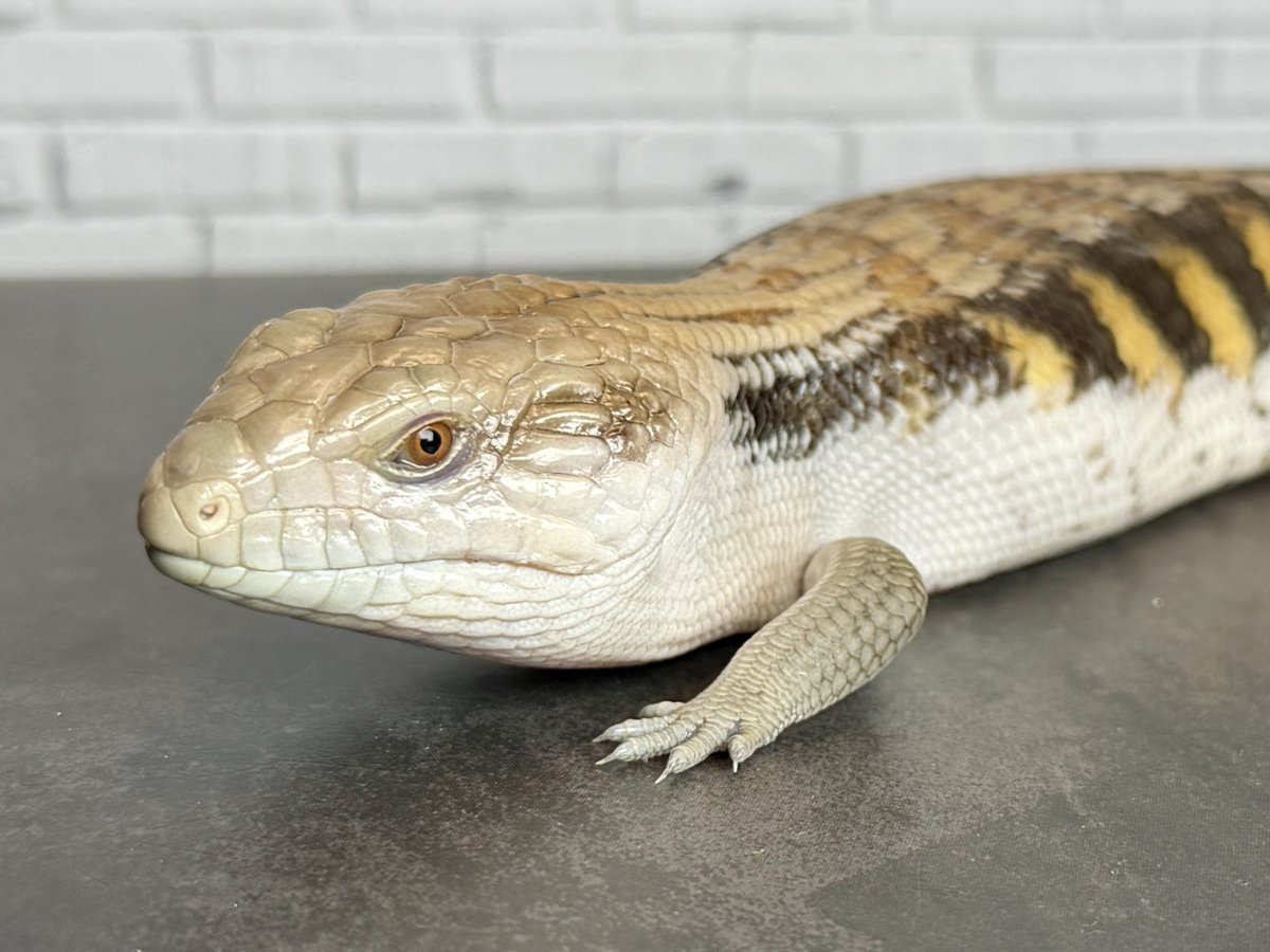 🔥キタアオジタトカゲ（28cm） 綺麗なヤング個体です。 価格はこちら