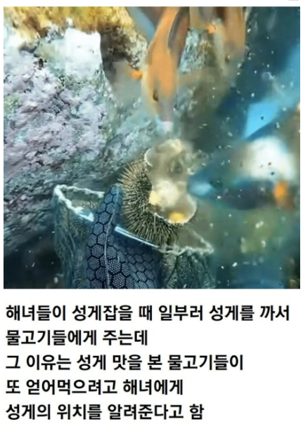 hifriends7640's tweet photo. 해녀를 따라다니며 성게 위치를 알려주는 물고기들!!

제주 해녀들이 성게를 잡을 때 일부를 깨서 물고기들에게 나눠주는 이유가 있다고 한다.

한번 성게 맛을 본 물고기들은 해녀를 따라다니며 성게가 있는 곳을 알려주는데, 특히 노란 자리돔은 성게를 먹으려고 그러는 게 아니다.

별명이 '바다 농부'일 정도로 해조류를 가꾸며 사는데, 성게가 나타나면 애써 키운 해초를 갉아먹는 골칫덩어리라고.

그래서 자리돔 입장에서는 성게를 가져가는 해녀가 천적 제거반인 셈.

성게 하나 치우면 또 하나를 찾아 알려주고,
또 치우면 또 나타나서 알려준다.
결국 해녀를 따라다니며

"저기요, 저쪽에도 하나 더 있습니다."

를 반복하는 바다의 공익제보자들.