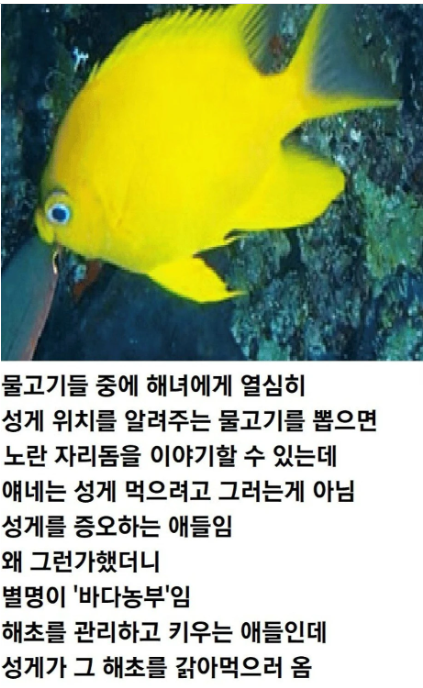 hifriends7640's tweet photo. 해녀를 따라다니며 성게 위치를 알려주는 물고기들!!

제주 해녀들이 성게를 잡을 때 일부를 깨서 물고기들에게 나눠주는 이유가 있다고 한다.

한번 성게 맛을 본 물고기들은 해녀를 따라다니며 성게가 있는 곳을 알려주는데, 특히 노란 자리돔은 성게를 먹으려고 그러는 게 아니다.

별명이 '바다 농부'일 정도로 해조류를 가꾸며 사는데, 성게가 나타나면 애써 키운 해초를 갉아먹는 골칫덩어리라고.

그래서 자리돔 입장에서는 성게를 가져가는 해녀가 천적 제거반인 셈.

성게 하나 치우면 또 하나를 찾아 알려주고,
또 치우면 또 나타나서 알려준다.
결국 해녀를 따라다니며

"저기요, 저쪽에도 하나 더 있습니다."

를 반복하는 바다의 공익제보자들.