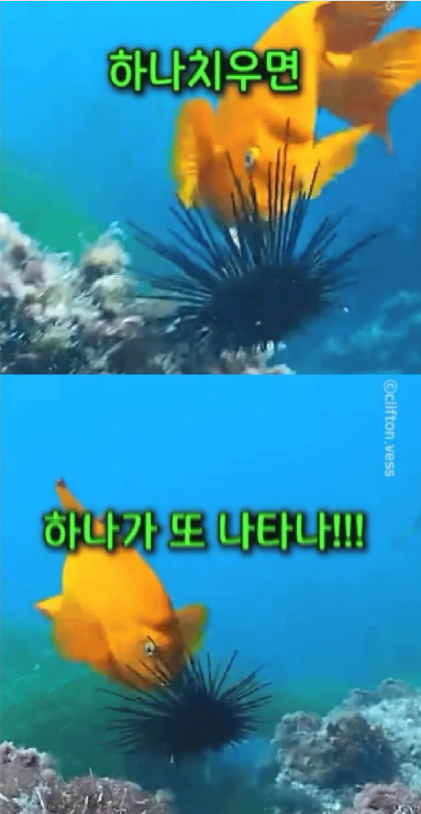 hifriends7640's tweet photo. 해녀를 따라다니며 성게 위치를 알려주는 물고기들!!

제주 해녀들이 성게를 잡을 때 일부를 깨서 물고기들에게 나눠주는 이유가 있다고 한다.

한번 성게 맛을 본 물고기들은 해녀를 따라다니며 성게가 있는 곳을 알려주는데, 특히 노란 자리돔은 성게를 먹으려고 그러는 게 아니다.

별명이 '바다 농부'일 정도로 해조류를 가꾸며 사는데, 성게가 나타나면 애써 키운 해초를 갉아먹는 골칫덩어리라고.

그래서 자리돔 입장에서는 성게를 가져가는 해녀가 천적 제거반인 셈.

성게 하나 치우면 또 하나를 찾아 알려주고,
또 치우면 또 나타나서 알려준다.
결국 해녀를 따라다니며

"저기요, 저쪽에도 하나 더 있습니다."

를 반복하는 바다의 공익제보자들.