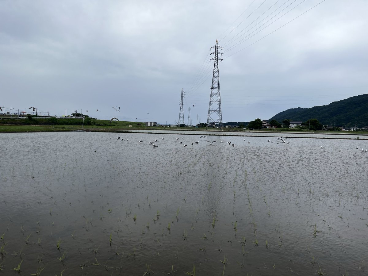 haramiyoko's tweet photo. 出雲からの帰り道。遅い田植えが終わった田んぼに、海猫の集団が餌を啄んでいる。水を張った田んぼに曇り空を写し、雨が降りそうで降らない蒸し暑さ。 https://t.co/nqrrObWsFC