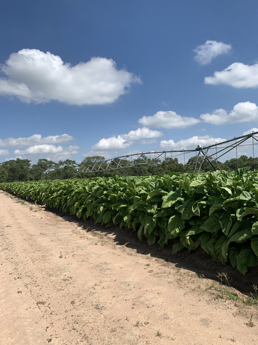 Nyaanzvie's tweet photo. Good day! Looking for talented software &amp; app devs to help pitch a practical agricultural idea for my personal farm. Please DM me https://t.co/I9UsRp0tba