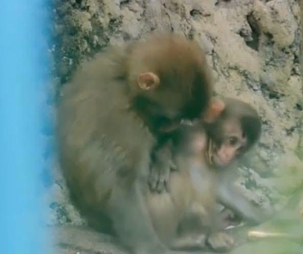 pu2022138's tweet photo. 🐒✨🌟

펀치의 따뜻한 다정함은
어느새 아기 원숭이들을 끌어당기는 
자석이 되었네요 🫂🐵💕

매일같이 찾아와 안기고 싶은 형아 🤎 https://t.co/HG23ivYYC2