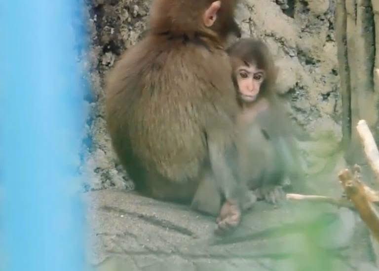pu2022138's tweet photo. 🐒✨🌟

펀치의 따뜻한 다정함은
어느새 아기 원숭이들을 끌어당기는 
자석이 되었네요 🫂🐵💕

매일같이 찾아와 안기고 싶은 형아 🤎 https://t.co/HG23ivYYC2