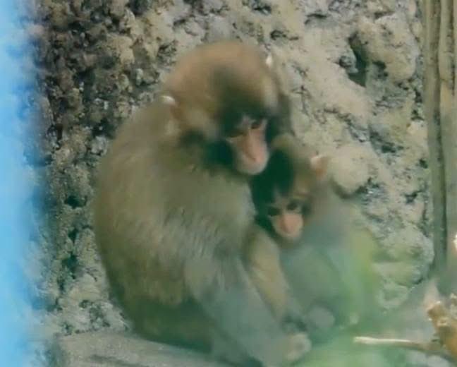 pu2022138's tweet photo. 🐒✨🌟

펀치의 따뜻한 다정함은
어느새 아기 원숭이들을 끌어당기는 
자석이 되었네요 🫂🐵💕

매일같이 찾아와 안기고 싶은 형아 🤎 https://t.co/HG23ivYYC2