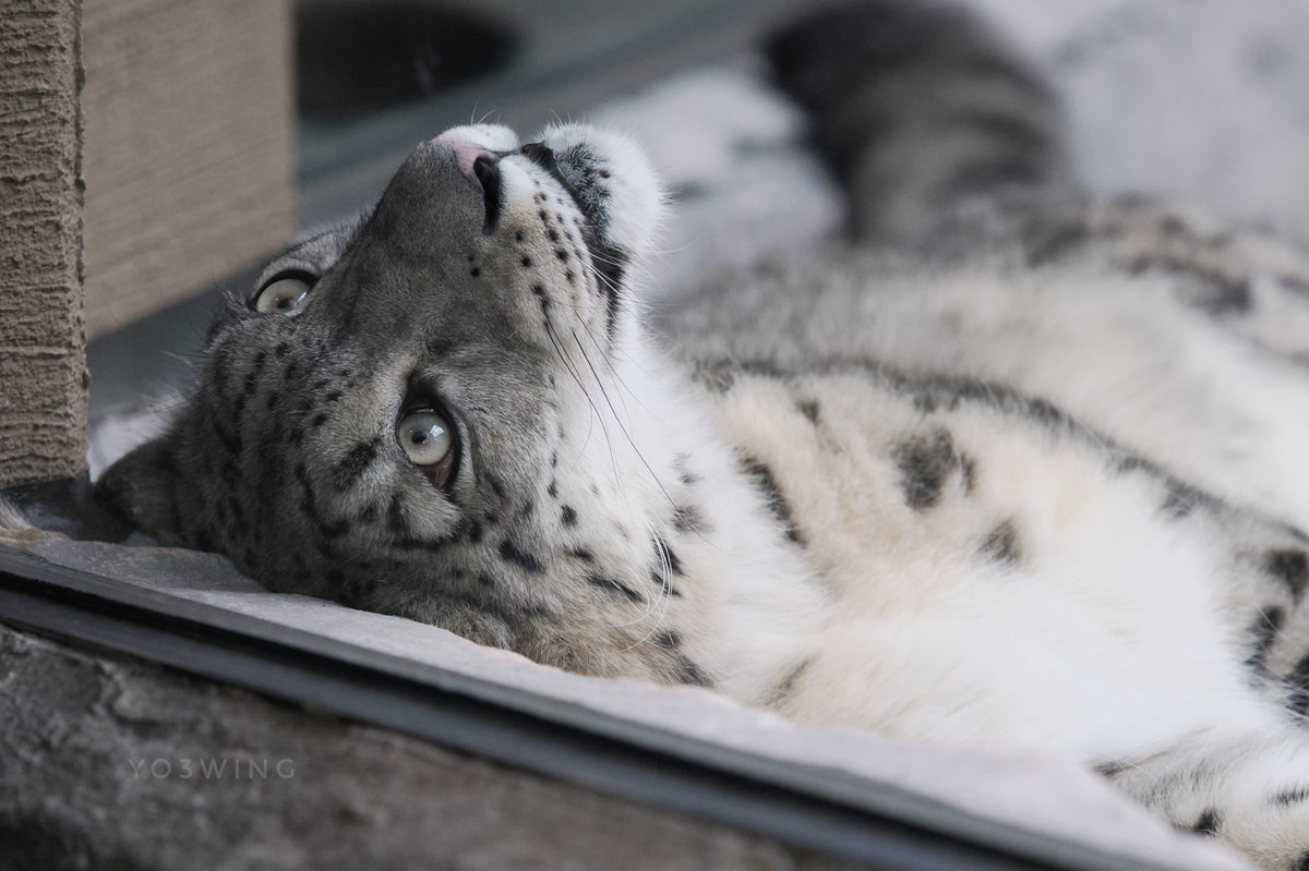 雪豹 ユキヒョウ 原画 額装済 ヒカリちゃんでこんにちは🐾 #ユキヒョウ snowleopard #円山動物園