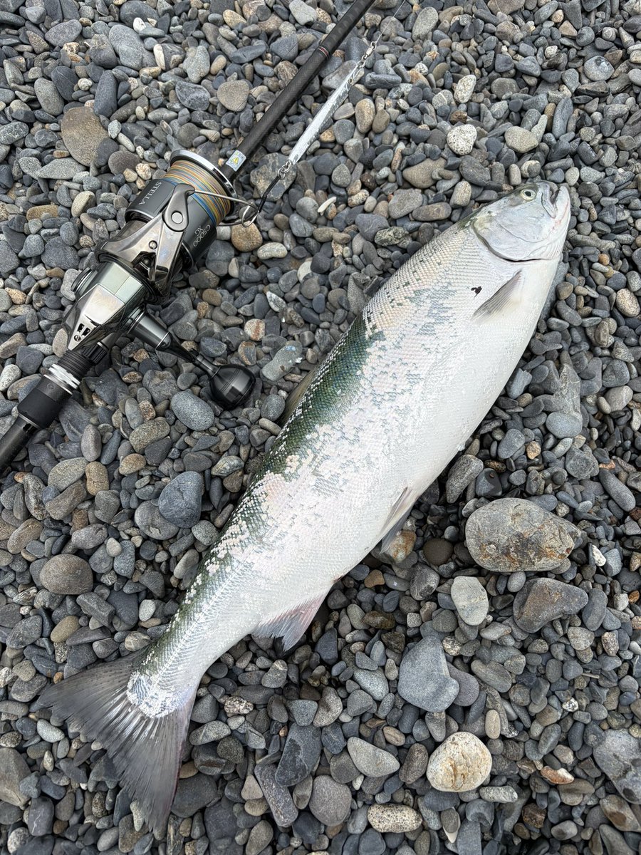 manose7's tweet photo. 海サクラ、感動しました。
完全にポーズ覚悟の今回の遠征
まさか報われるとは思わなかった（嬉し）

#海サクラ
#十勝サーフ https://t.co/wwQTJHMoVp