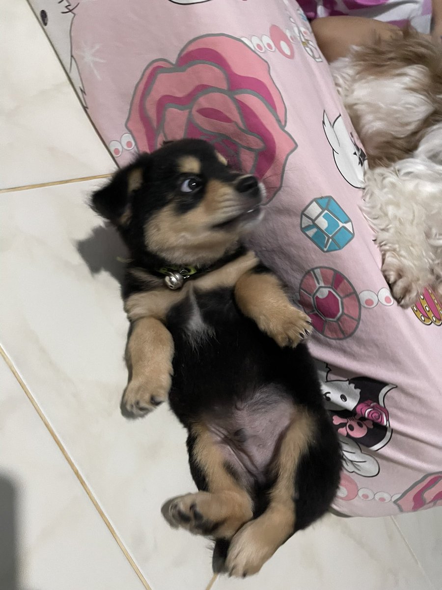 nooniiz_nn's tweet photo. ชอบอวดพุงแต่เด้กเลยนิ 🐶 https://t.co/JQ6wsxHzXG