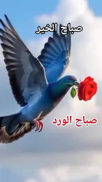 ab197011ab's tweet photo. ﴿وَلَا تَمُدَّنَّ عَيْنَيْكَ)
منهج ربّاني تعلّم منه أن لا تُقارن نفسك بالآخرين وبما آتاهم الله من فضل، فكلٌ له نصيبه في الحياة، فانطلاق البصر في ما عند الآخرين غفلة عن ما أعطاك الله من نِعم قد يكونون محرومين منها أو مفتونين فيها، جعلنا الله ممن يشكرون فضله ويسألونه بركته. https://t.co/hKsKUxhyqs