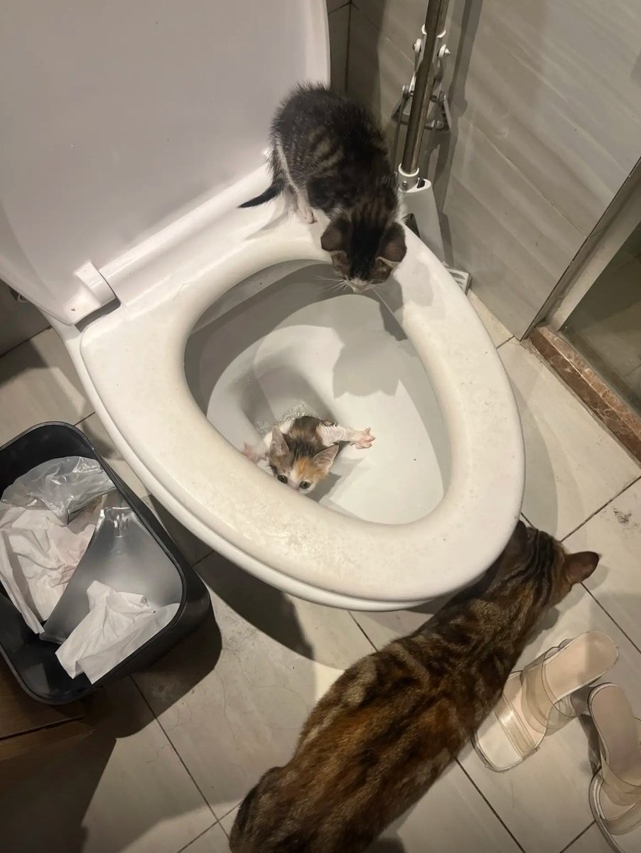 AnimalFriends tweet media