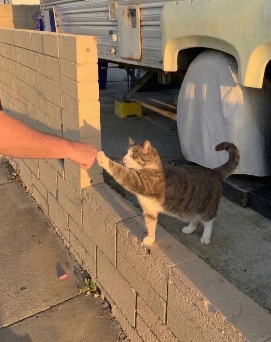 ThePetsX's tweet photo. 🤜🤛 https://t.co/fY74vetO6B