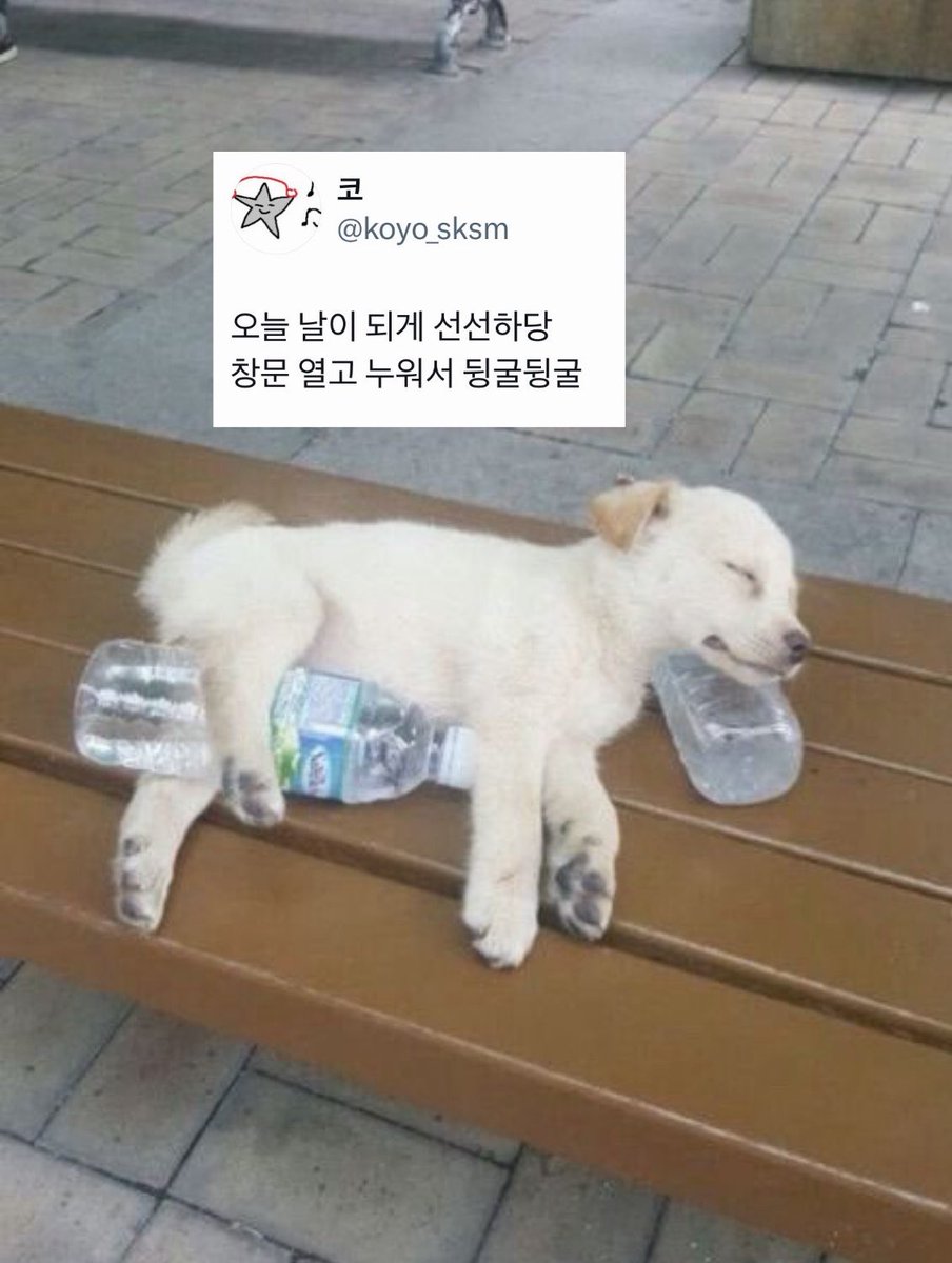 yaja_Efficacy's tweet photo. 뒹굴뒹굴 https://t.co/F1WKqLXqqO