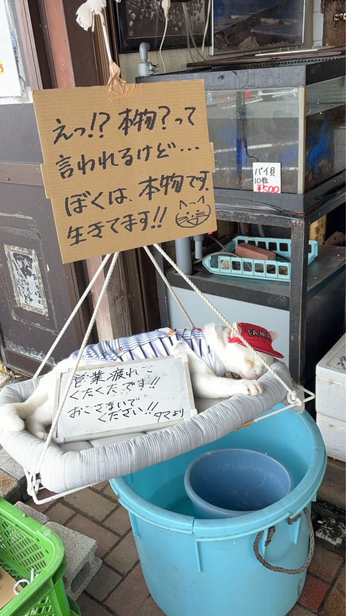 WindowTappcou0's tweet photo. 魚屋さんの店先にいるネコさん
マジで作り物かと思った https://t.co/c3mXuzB8RQ