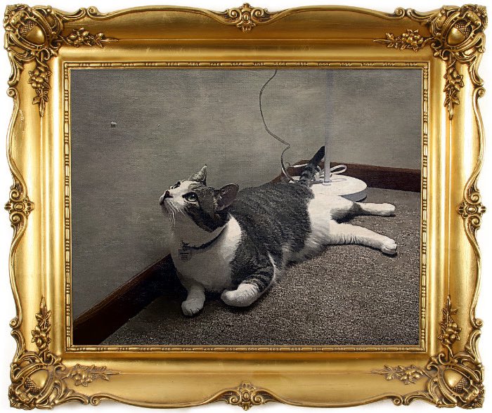 Miss_Bee_13's tweet photo. #Accidentalrenaissanceportraits (or early modern, if one must.) a brown and white tabby lays dramatically, his green eyes wide. His booty booty is resting against the base of a floor lamp. There’s a fake fancy gold frame, due to some quick editing. https://t.co/dsjEUDVUWs