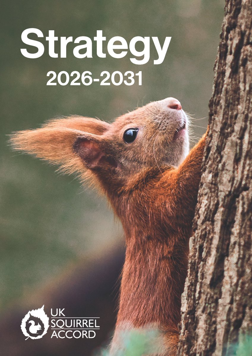 SquirrelAccord's tweet photo. This #INNSWeek we launch our new strategy. Created with our signatories, it provides a focus for #positive #partnership work. We aim to build on the last ten years helping to protect #redsquirrels &amp; #trees, &amp; reduce negative grey squirrel impacts.

Click: https://t.co/TOHuUPlEnn https://t.co/SpB44peKfq