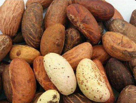 DedayoRoots's tweet photo. Yes and they complement each other well.

Bitter kola supports cognitive focus through acetylcholinesterase inhibition.

Scent leaf (ẹfìrin/nchewu) calms the nervous system through GABA-A modulation.

Zobo stabilises blood sugar swings that often drive anxiety spikes.

🌿 Brew the zobo and scent leaf together as a tea.
Chew the bitter kola separately (½ at a time and not more than one daily), it works better whole than boiled.

Three different mechanisms, one calm and focused result.