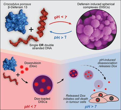 AggregateOA's tweet photo. Defensin-DNA Supramolecular Complexes as a New pH-Sensing Nanomaterial
https://t.co/7RsdM0mPmu https://t.co/BSWkScS0Iz