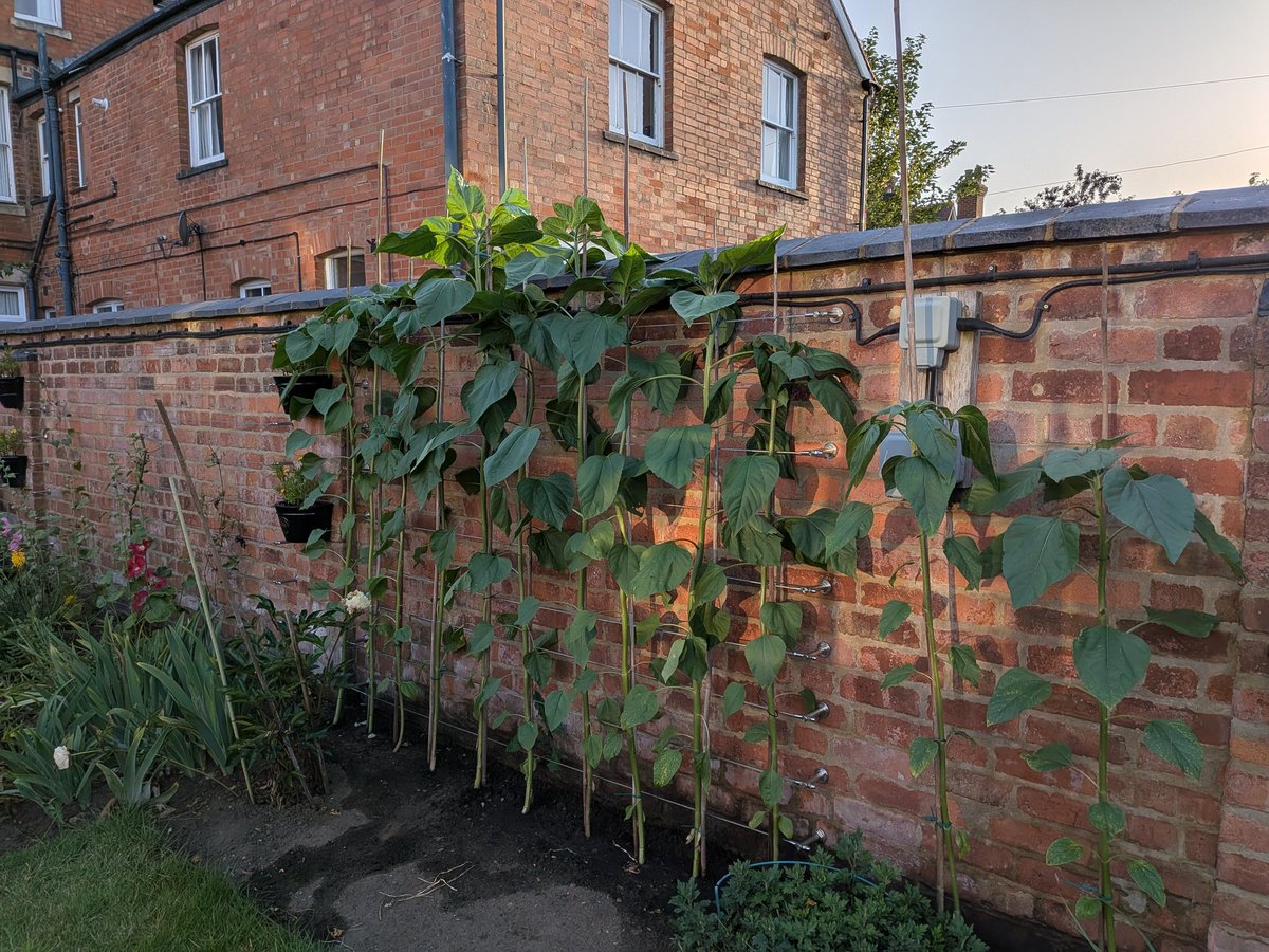 higsonhe's tweet photo. 23rd June: look my first group of sunflowers have reached the top of the wall. https://t.co/xjakqTHSc8