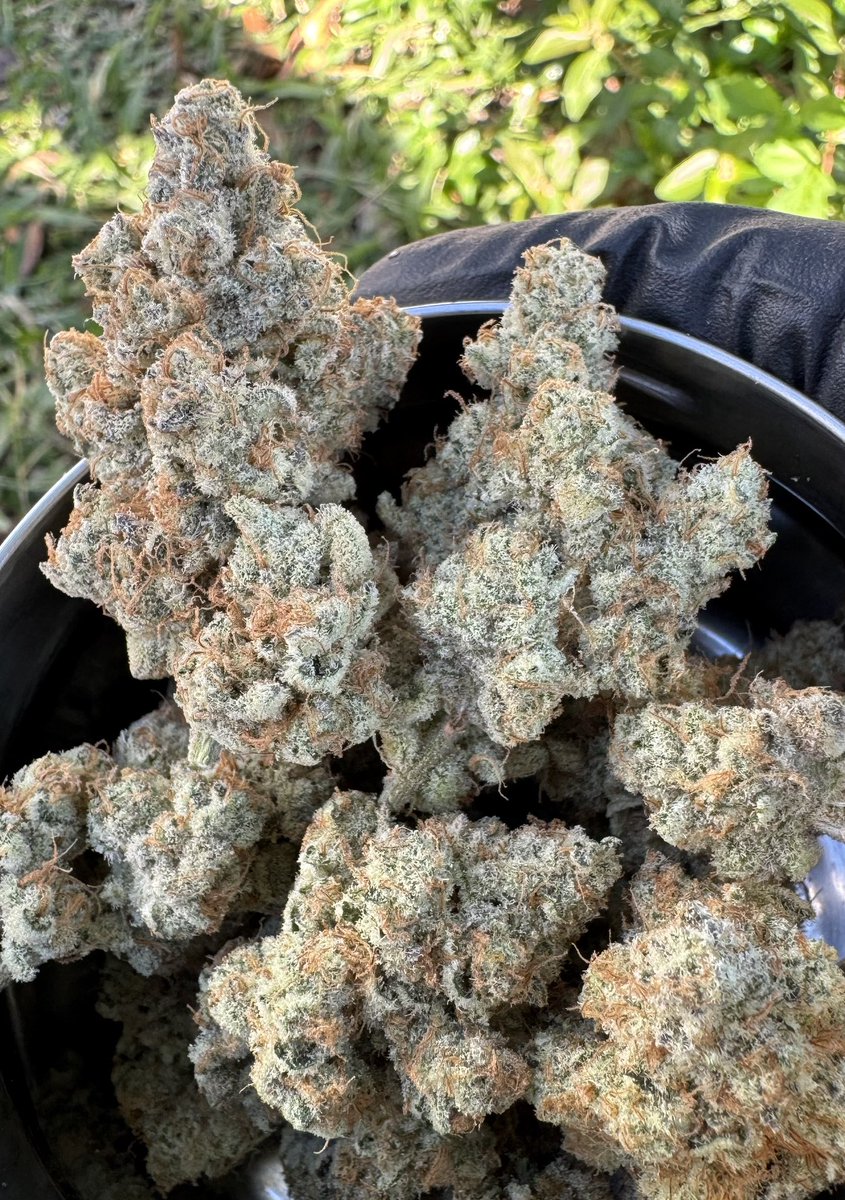 floraganix's tweet photo. For all the folks who prefer the bank avenue for seed, please go check these guys out! They all have a wide assortment of my gear available 🫘 📬 

@packbanditz 
@deeplyrootedsb 
@supremeseedbank 

Cultivar: 

35K 
(Permanent chimera 35 X kush ‘n Keyz 13) 

by: floraganix 🧬 https://t.co/OPzBCzKCSk