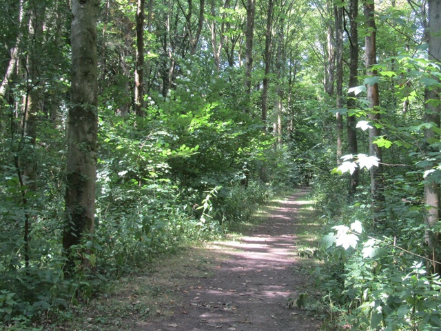 bloglezer's tweet photo. Zomerse stilte
het smalle bospad verdwijnt
tussen het groen
Lees ook: https://t.co/pA2Bs5cxRY #naturepoetry #naturephotography #writerscommunity #poetrycommunity #aandacht #silence #stilte #verwondering #naturelover #naturebeauty #bewustzijn #natuurbeleving #highsensitive #HSP https://t.co/aku47jOCu2