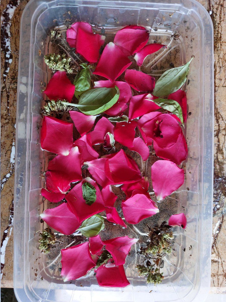 BaDadafb's tweet photo. Quest'anno l'ho fatta anch'io.
Origano, basilico e rosa
#acquadisangiovanni

Mi piacciono i rituali tradizionali 😊 https://t.co/zYIub3c4bP
