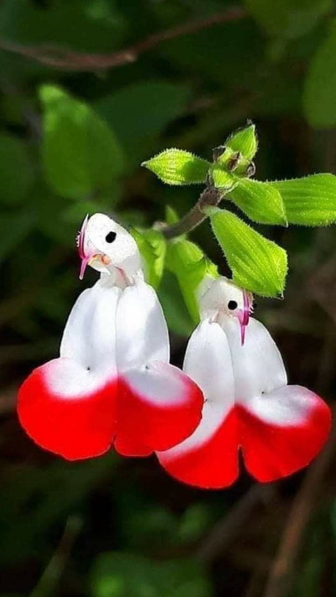 ALEJANDRAPobeda's tweet photo. 🐔🍃🐔🍃
       #FLORES  #FLOWERS 🍃🐔🍃🐔🍃 https://t.co/mNuqsE95gI