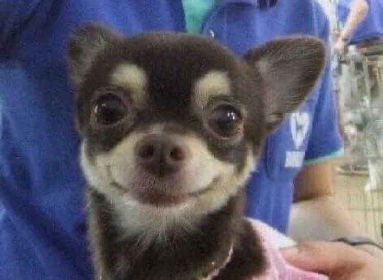 늑견 tweet media