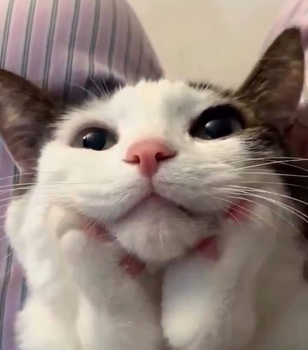 pinksquixote's tweet photo. my kuting 🐈‍⬛ https://t.co/VKgDVw0u4g