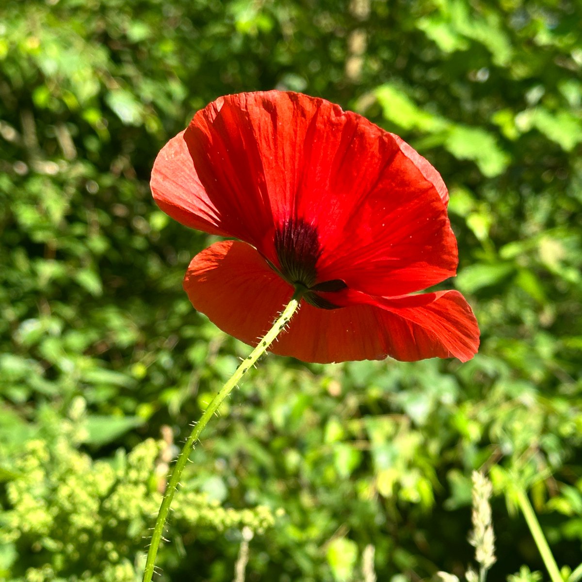 frau_k4645's tweet photo. „Die Erfahrung lehrt uns, 
daß die einzelnen Farben 
besondre Gemütsstimmungen geben.“

Johann Wolfgang von Goethe 
(1749 - 1832) https://t.co/1nIdGRbvSl
