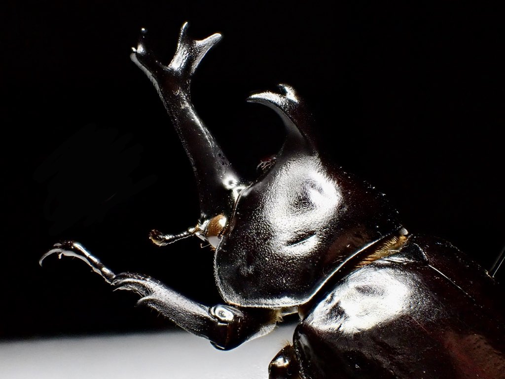 中国雲南省のツヤカブトと思われるカブトムシ。 こちらの大型の個体は