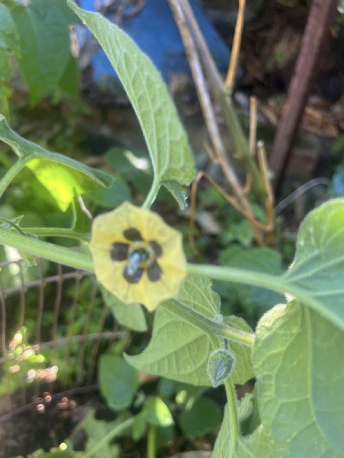 vito19655's tweet photo. I had no idea what a gooseberry was so I grew one https://t.co/QMXVLiMZZH