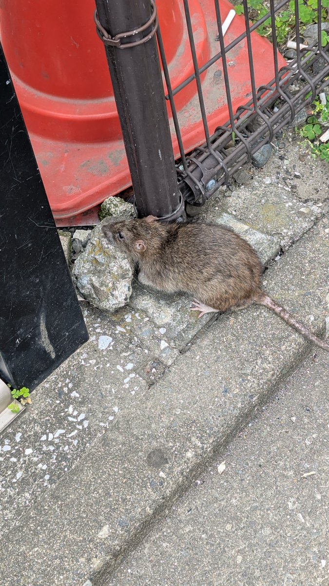 今日は町中でネズミを見かけました。つい物珍しさに撮ってしまった。