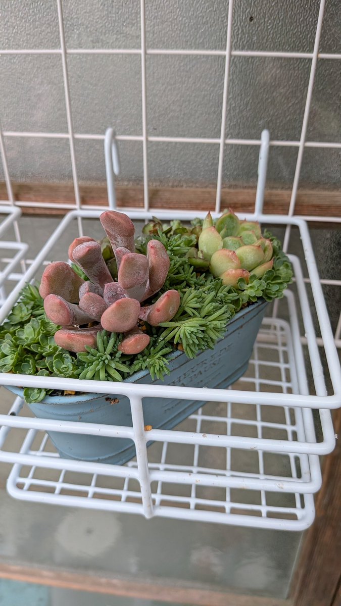 kei1202k's tweet photo. 今日も多肉部。セダムの剪定がてら寄せ植え作りました。上手になったら売りたい😏多肉増殖作業で汗ダラダラ、湿度嫌い。でも土いじりは楽しい😊 https://t.co/Di1UtgAuGE