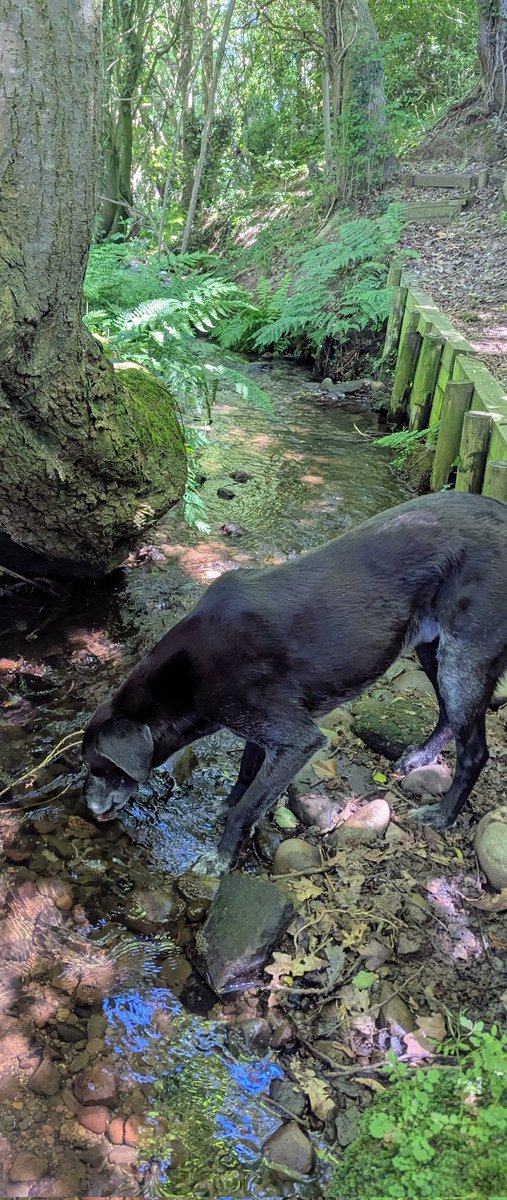 NotBadForHerAge's tweet photo. I hope everyone who's experiencing severe heat is managing to keep cool somehow. #Damson &amp; #Fred are keeping to the shade and paddling in the stream 😊🥵🐾🐾💙☀️ #keepcool #dogskeepingcool #cooldogsnothotdogs https://t.co/lOQpBcp0yz