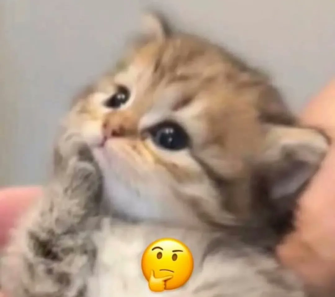 catsworldaura's tweet photo. https://t.co/hWZx6RBCQy
