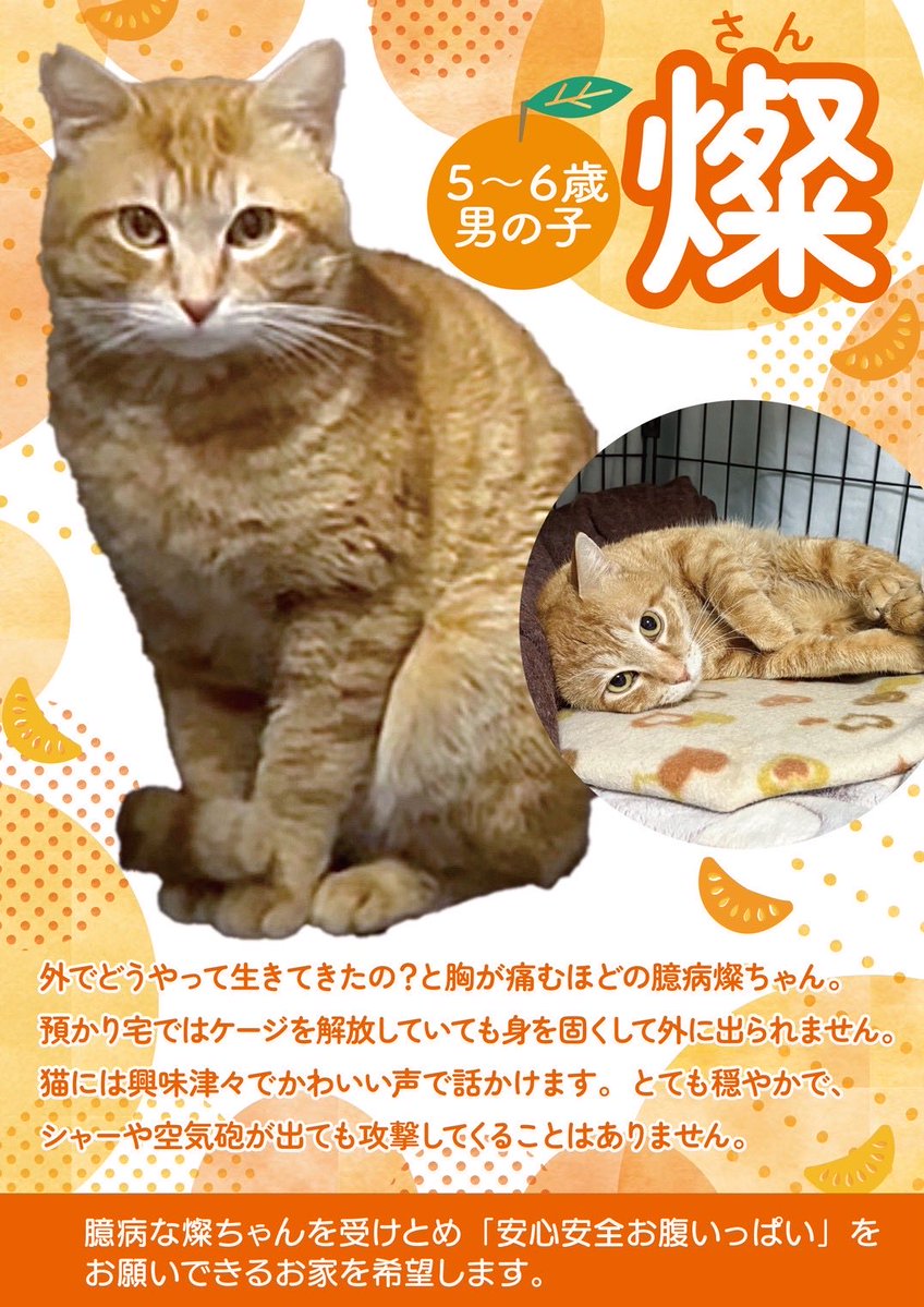 6/28は猫の譲渡会です🐈💕 譲渡会に参加する猫さんたちの紹介 第二弾