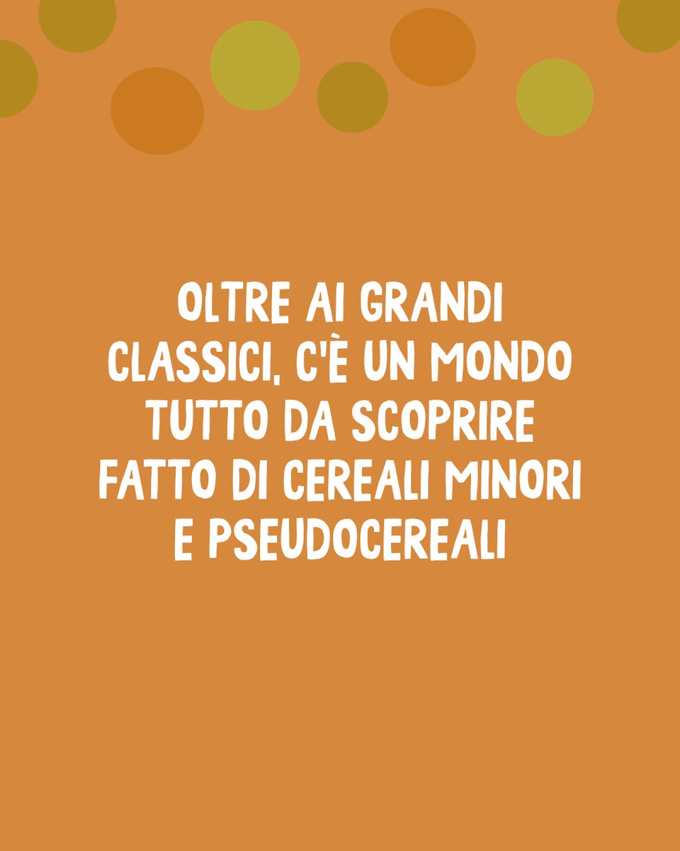 foodpolicybg's tweet photo. Quanti cereali porti in tavola? Oltre a grano e riso c'è di più! 🌾 Cereali minori (avena, miglio, sorgo): ancestrali, resistenti alla siccità e ricchi di minerali. 🧬 Pseudocereali (quinoa, saraceno): bio-diversi, #glutenfree e ricchi di proteine complete. E tu quali usi? 👇 https://t.co/VBI33rPwrH