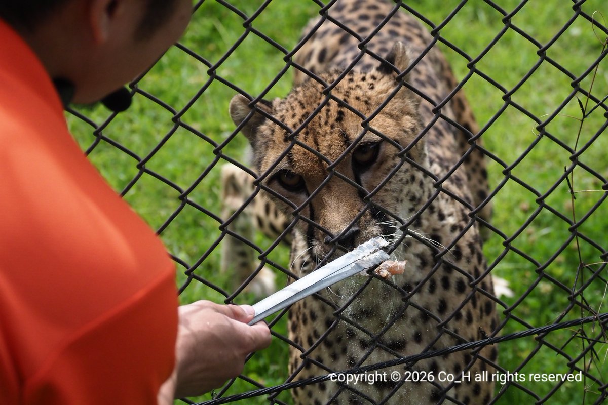 CoHWalkInTheZoo's tweet photo. ズラヤさん、無事着いたかな？　多摩なら、久しぶりにカロリーナにも会えますね！😸
多摩動物公園にも会いに行くね😊
#千葉市動物公園
#チーター
#ズラヤ
#多摩動物公園 に異動
📷️2026.06.23 https://t.co/bRVGxHOI4s