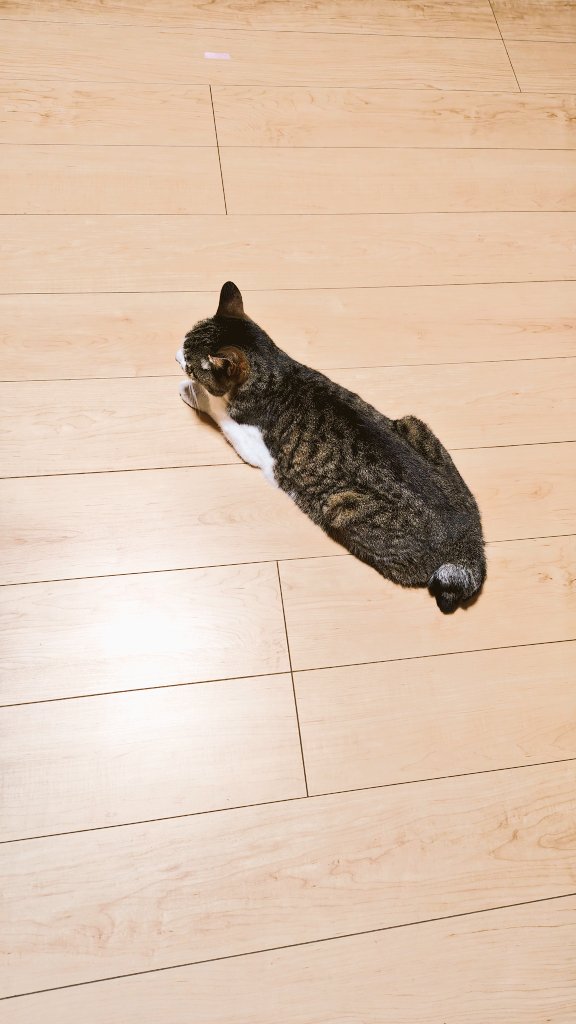 satou_mp's tweet photo. 落ちているモニャ子、かりんとうスタイル。

「床、涼しいモニャ」
「なに見てるモニャー」 https://t.co/lF34vFTy3v