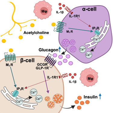 DanielJDrucker's tweet photo. α-cell-derived glucagon positioned as a gatekeeper of immune and neuronal control of insulin secretion at fasting glucose in mice @CellReports https://t.co/1sBKrZEbEf https://t.co/koChwlGfAE