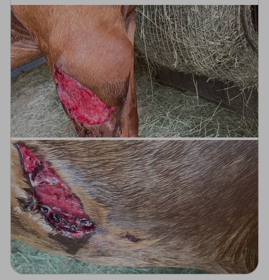 Jule20131's tweet photo. Keine 20 km von uns entfernt wurde im selben Stall das zweite Pferd schwer verletzt. Ich mag mir die Schmerzen gar nicht vorstellen, und das in dieser Hitze. Welches Monster macht so etwas?? 🤬😭
Ort: Hirschbach bei Bad Birnbach/ Niederbayern.
#Twitterrudel https://t.co/leONx5r9UF