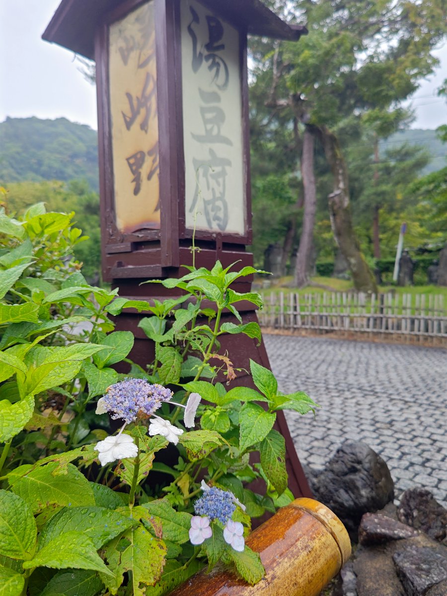hitomihcx's tweet photo. Yudofu Sagano/湯豆腐嵯峨野さん/2026.06.20
#Kyoto #京都 #arashiyama #嵐山
#YudofuSagano #湯豆腐嵯峨野 さん
#NearbyRestaurant #近所のお店
#hydrangea #紫陽花 #アジサイ https://t.co/rUAFmH23OR