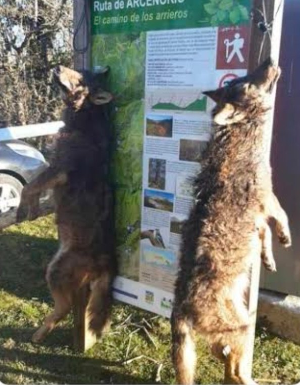 Rocio21286333's tweet photo. Los motivo por los que se incluyeron al lobo iberico en el LESPRE a día de hoy no han cambiado, peor, se han agravado con más de 66 ejemplares asesinados, porque recordemos que no han dejado de asesinarlos incluso estando protegidos, @mitecogob ?????? https://t.co/BmNLM4oK7U