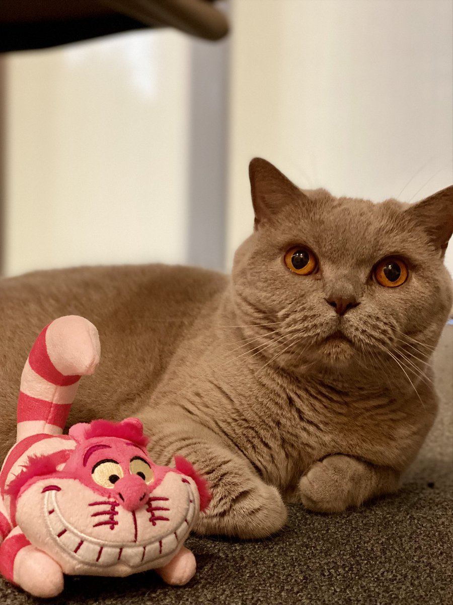GandalfGreyCat's tweet photo. Alice would like you all to meet Cheshire the Cat 😸 #WhiskersWednesday #CatsOfTwitter https://t.co/1v6JU9vkxX