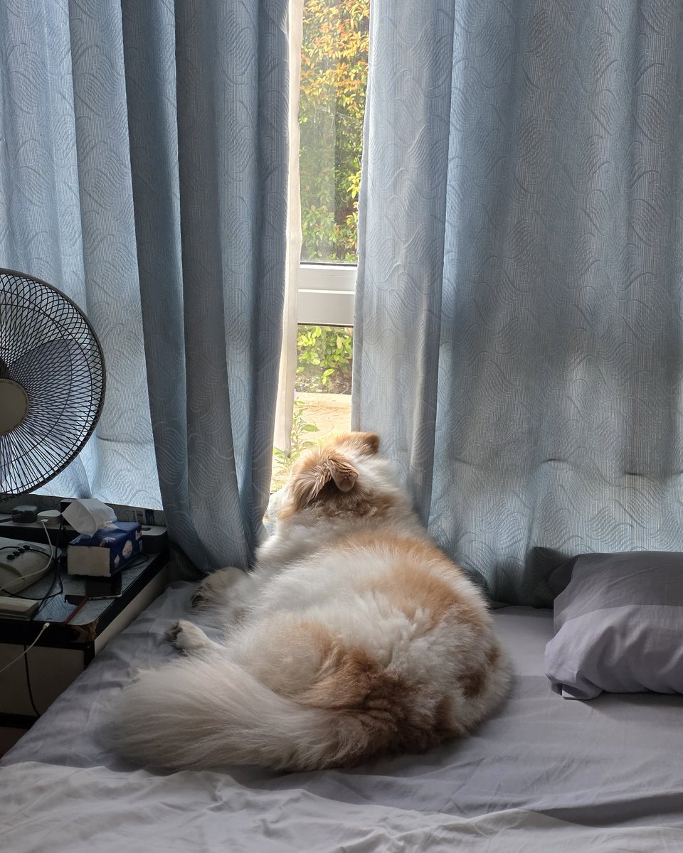 offdutyoperator's tweet photo. doggy enjoying the afternoon https://t.co/CmtfJsRxoj